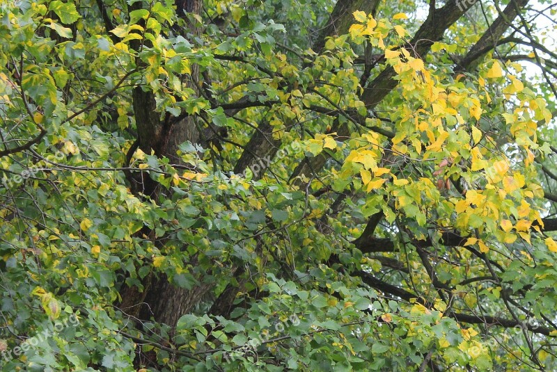 Autumn Leaves Colors Of Autumn Foliage Autumn Gold Nature