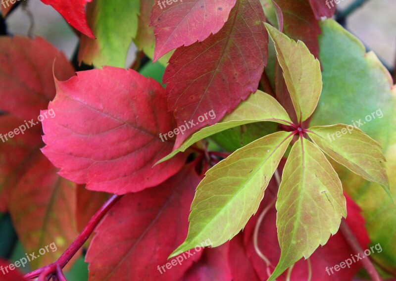 Parthenocissus Wild Wine Autumn Leaves Colors Of Autumn Autumn