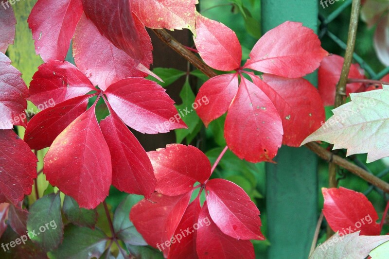 Virginia Creeper Autumn Leaves Colors Of Autumn Red Foliage