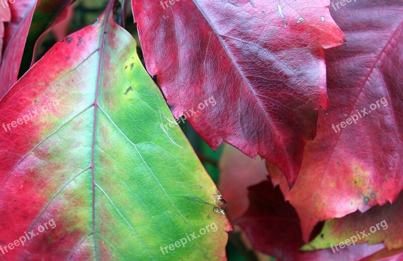 Vines Wild Wine Autumn Leaves Autumn Nature