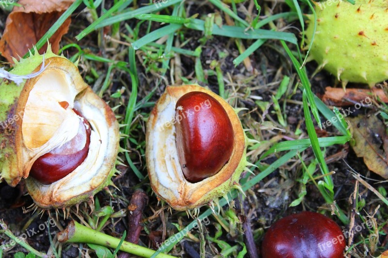 Chestnuts The Fruits Of Horse Chestnut Tree Autumn Free Photos