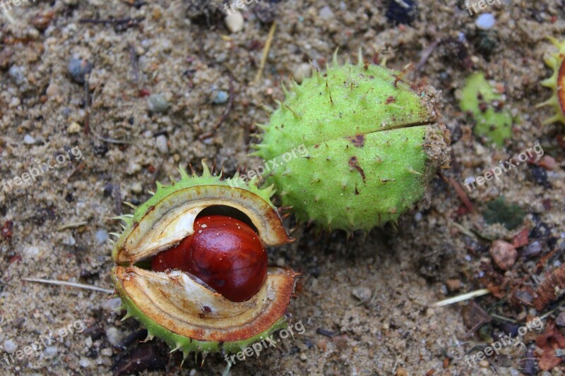 Chestnuts The Fruits Of Horse Chestnut Tree In Shell Spikes