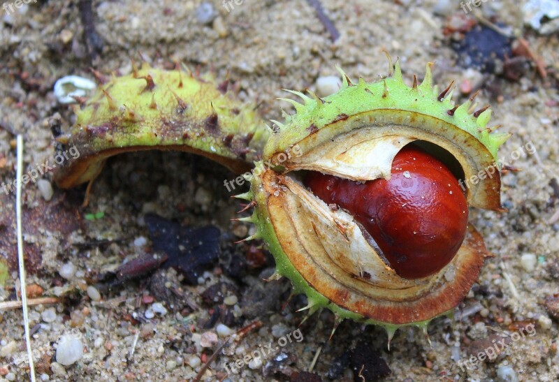 Chestnuts Horse Chestnut Tree The Fruits Of Horse Chestnut Autumn