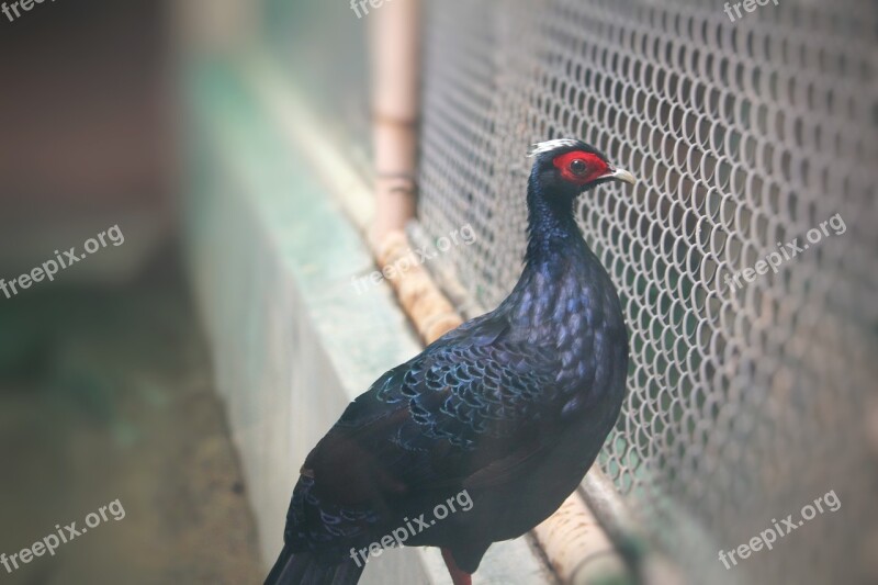 Bird Aves Zoo Mikado Pheasant Pheasant