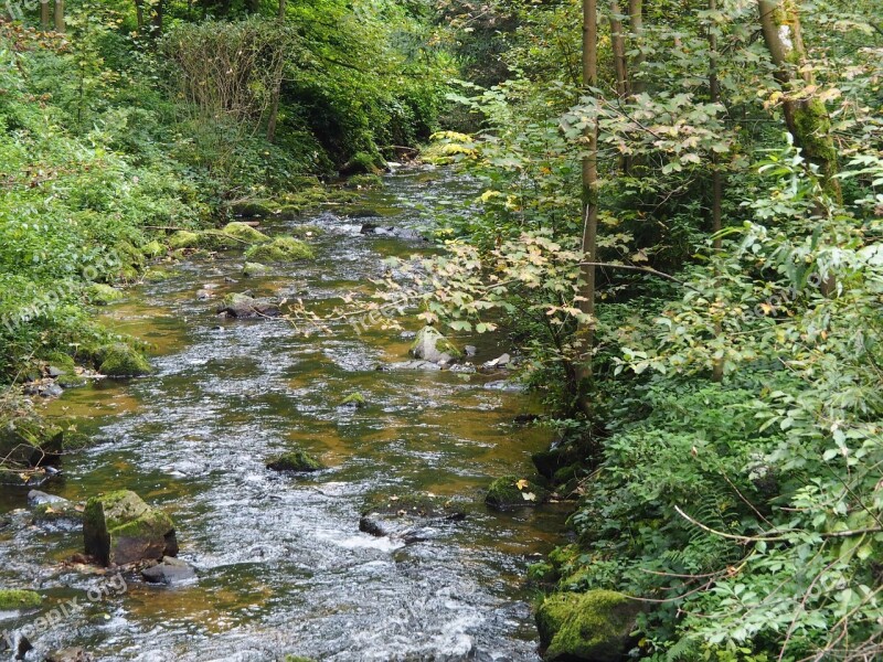 Bach River Forest Landscape Autumn