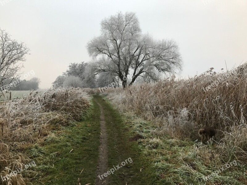 Wintry Trees Hoarfrost Free Photos