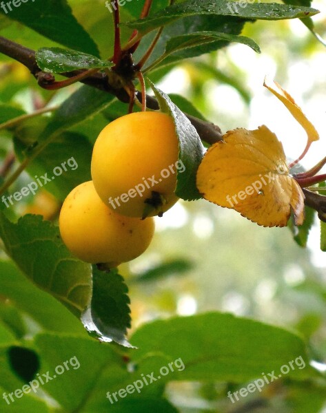 Mirabelka Autumn Fruits Yellow Free Photos