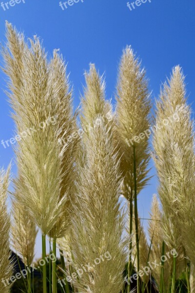 Pampas Grass Grass Bushy Fluffy Sky