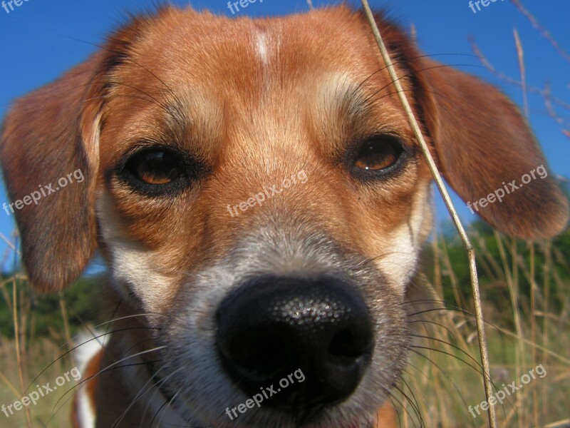 Dog łep The Nose Free Photos