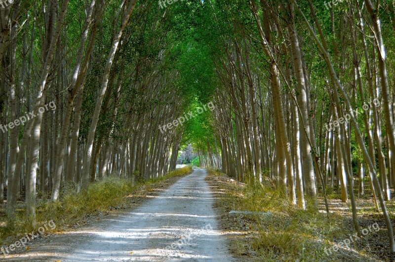 Poplars Path Forest Trees Lush