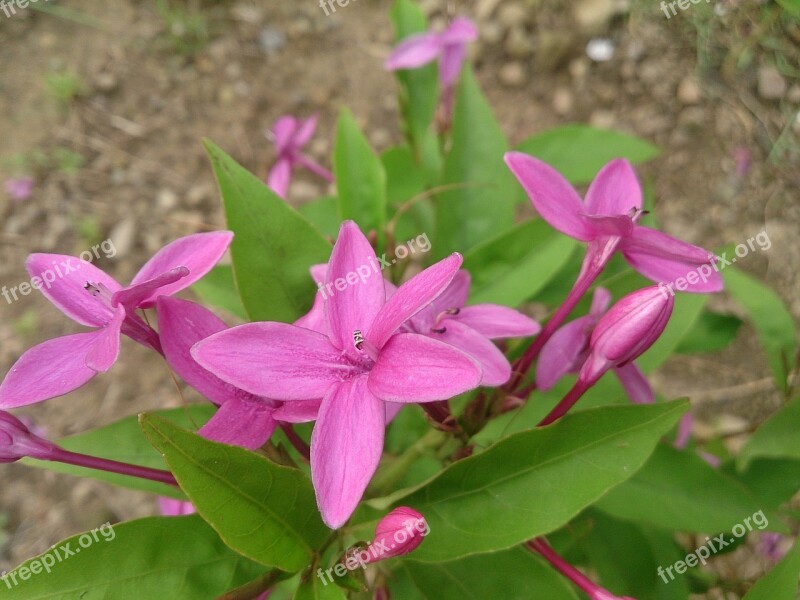 Flower Garden 繽 紛 Free Photos