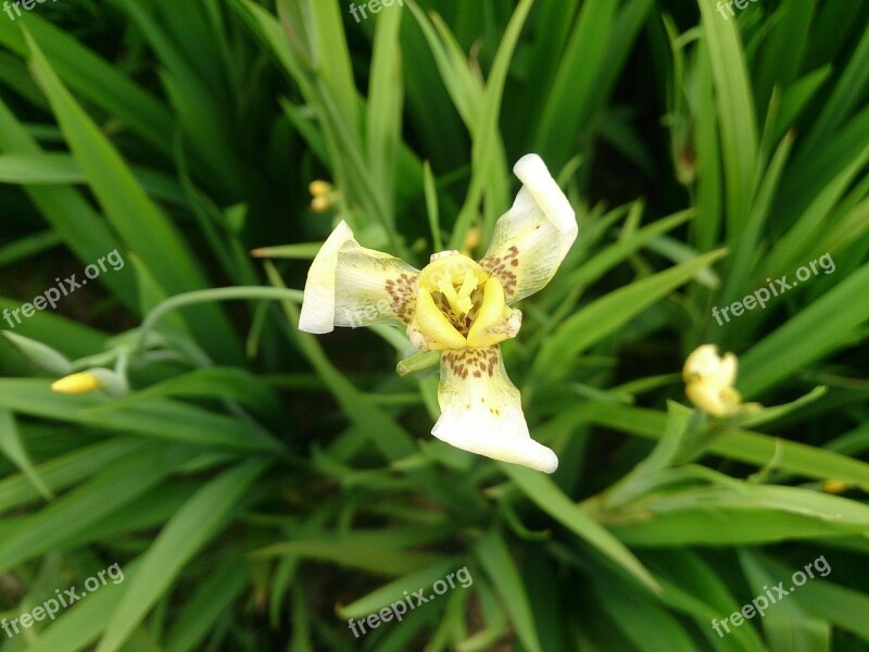 Iris Plant Vincent Van Gogh Free Photos