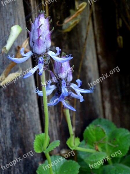 Fuck-you-plant Plectranthus Caninus Cat Scare Plectranthus Ornatus Harp Shrubs