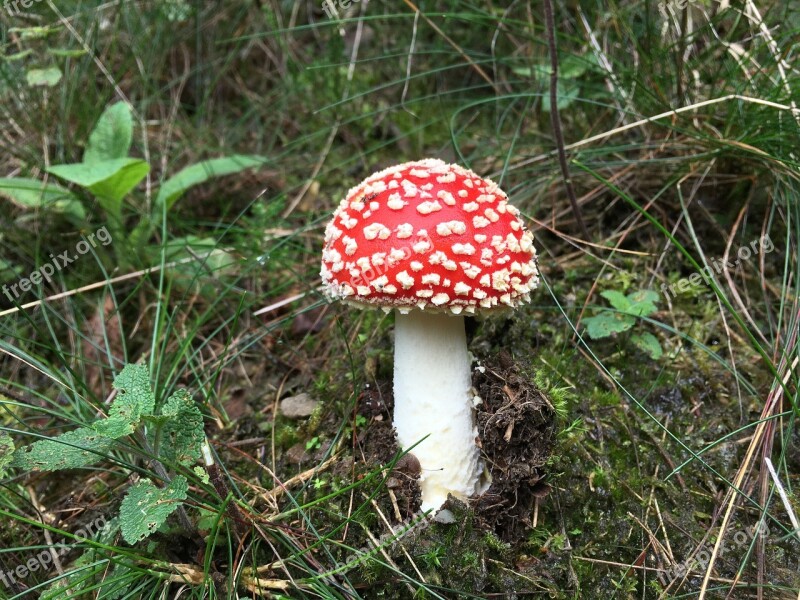 Mushroom Forest Toxic Mushroom Picking Autumn