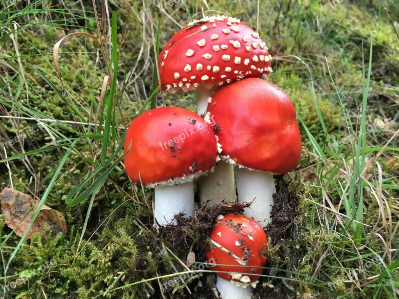 Mushroom Forest Toxic Mushroom Picking Autumn