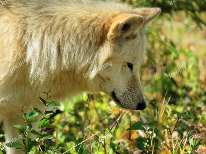 Wolfdog Wolf Dog Sniffing Smelling