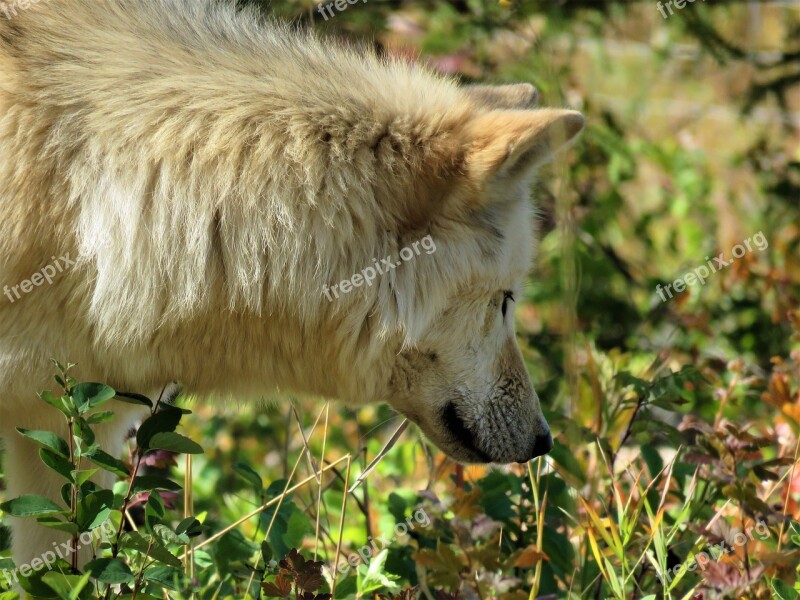 Wolfdog Wolf Dog Sniffing Smelling