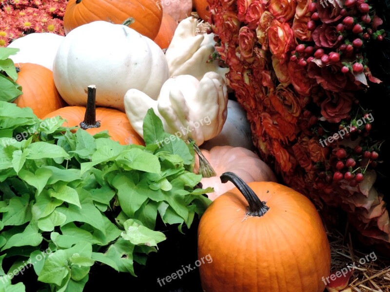 Pumpkin Patch Fall Harvest Autumn Ripe Patch