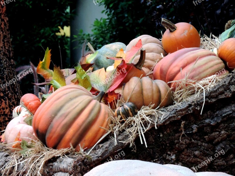 Pumpkin Patch Fall Harvest Autumn Ripe Patch