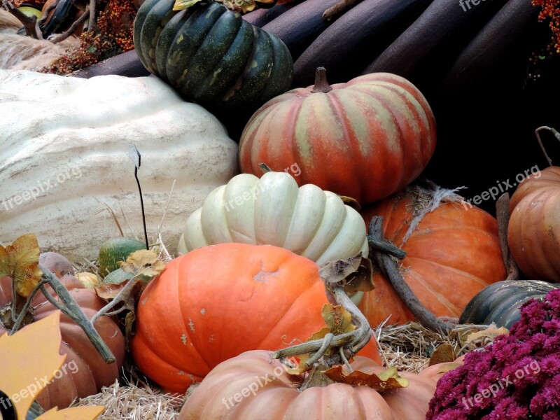 Pumpkin Patch Fall Harvest Autumn Ripe Patch