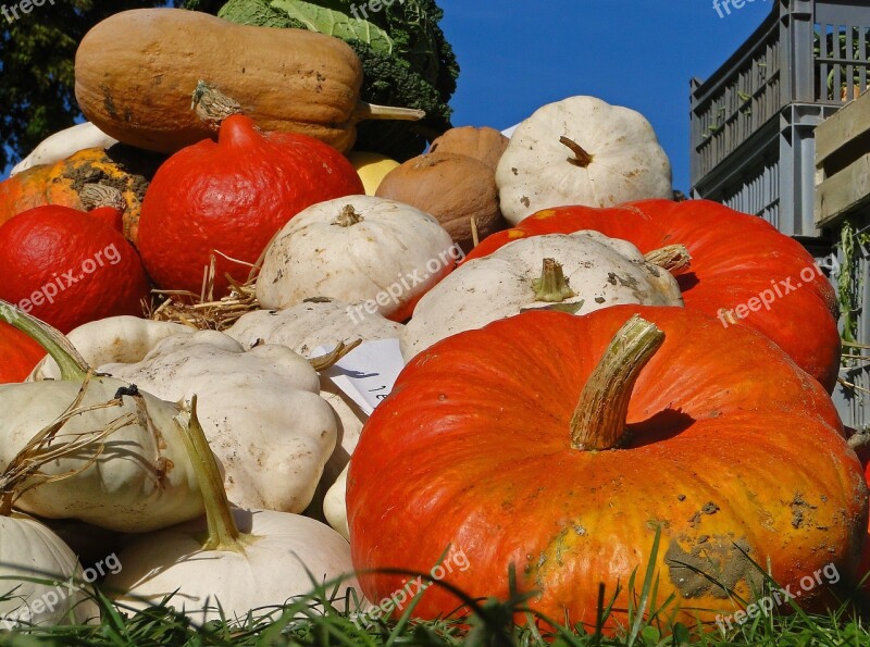 Pumpkin Vegetables Colors Garden Orange