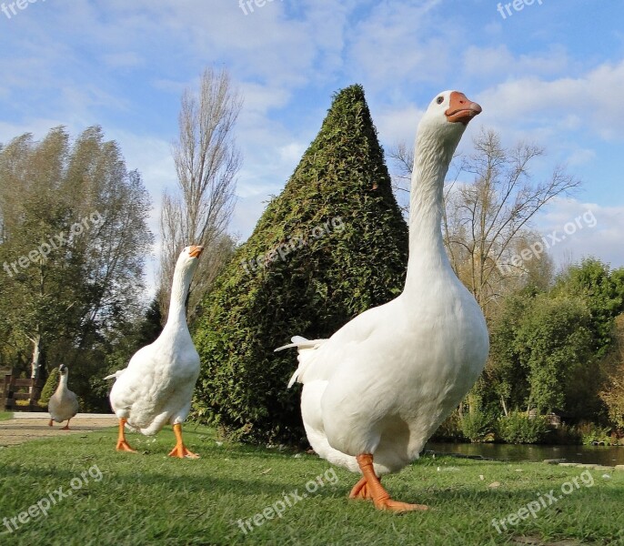 Goose Park White Animal Group