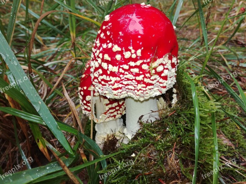 Red Soma Fungus Nature Forest