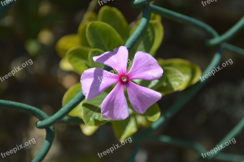 Flowers Flower Petal Petals Nature