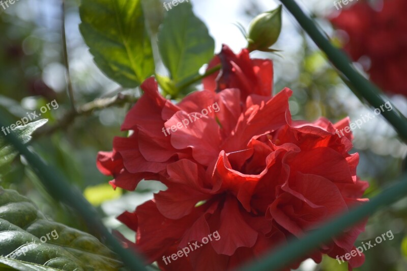 Flower Red Flowers Nature Garden