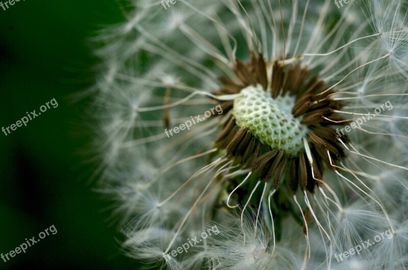 Dandelion Flower Spring Fluffy Yard