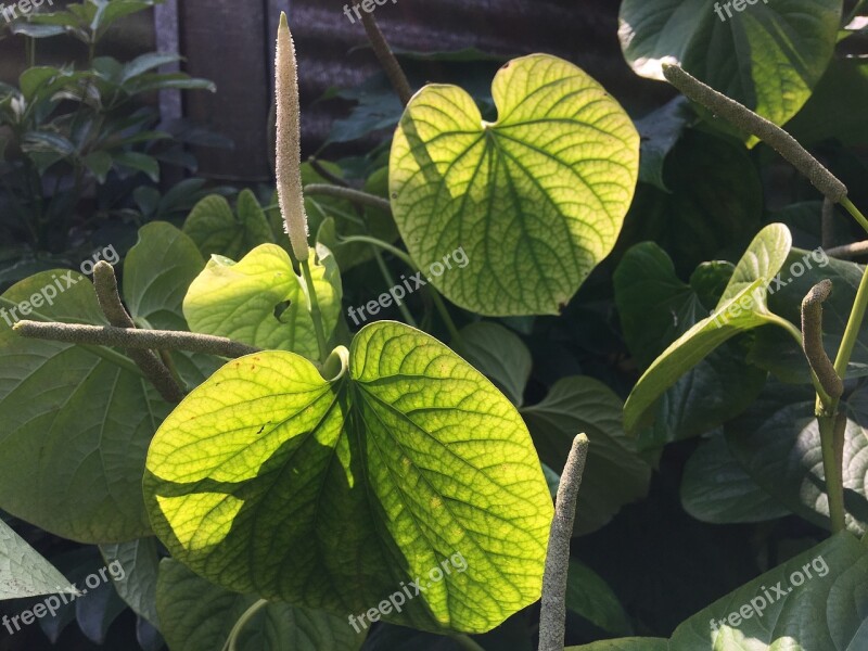 Plant Leaf Green Green Leaf Garden