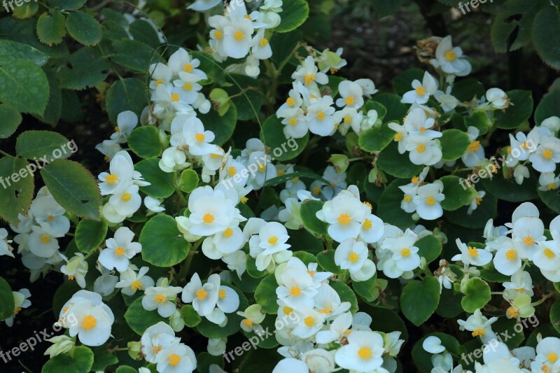 Flower Doga Green White Beautiful