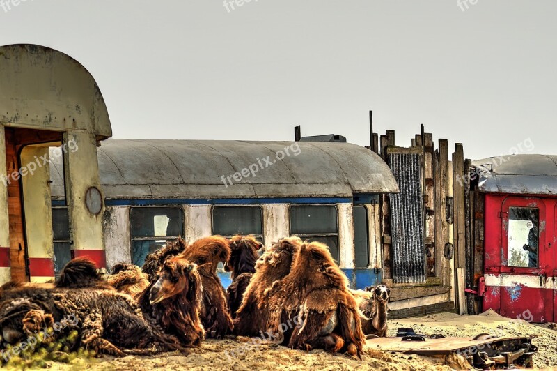 Desert Wagons Camels Off Track Emmen