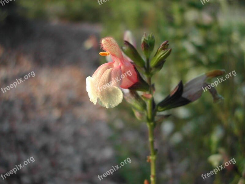 Flower Buds Floral Nature Blossom