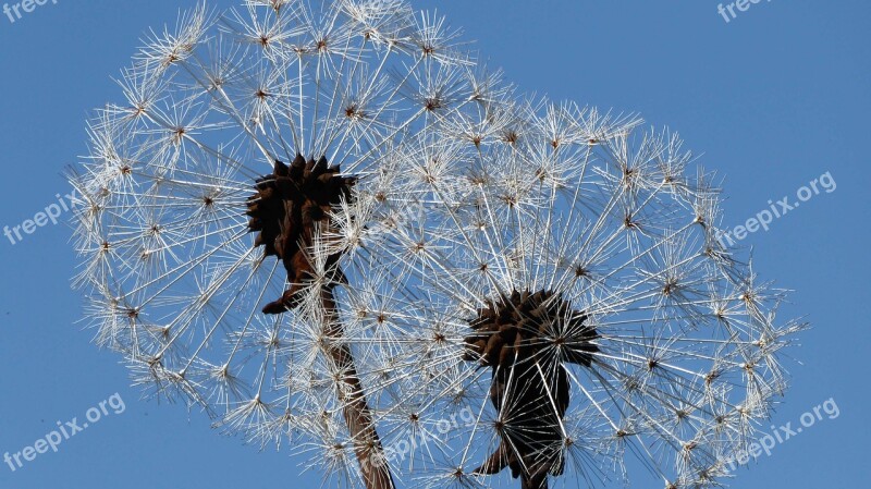 Welded Flower Garden Art Filigree