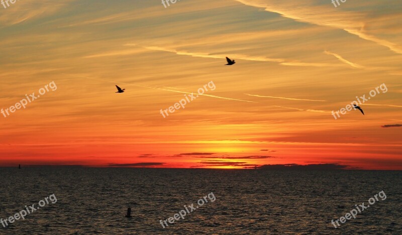 Beach Sun Clearwater Beach Birds Free Photos