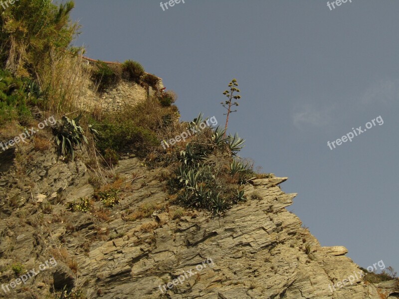 Plant Liguria Cinque Terre Mountain Cliff