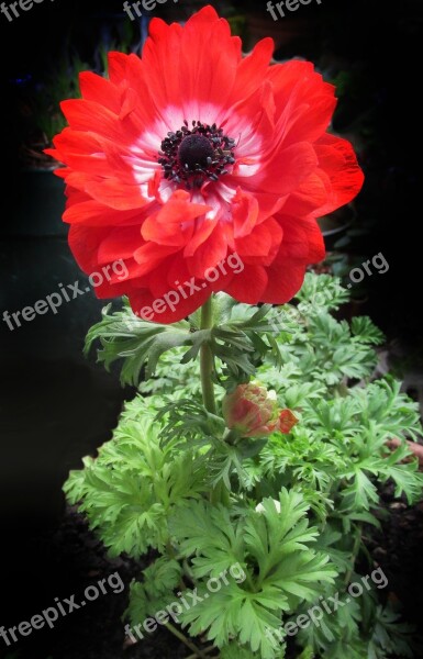 Anemone Double Red Flower Free Photos