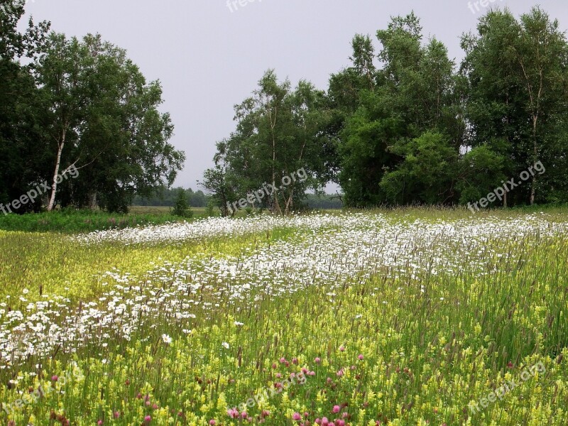 Field Meadow Glade Flowers Chamomile