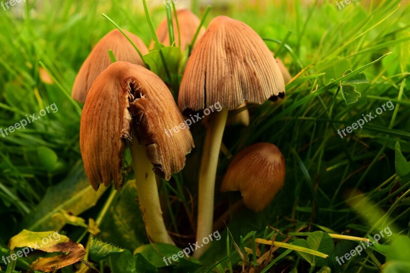 Mushrooms Meadow Mushrooms Mushroom Genus Meadow Fruiting Bodies