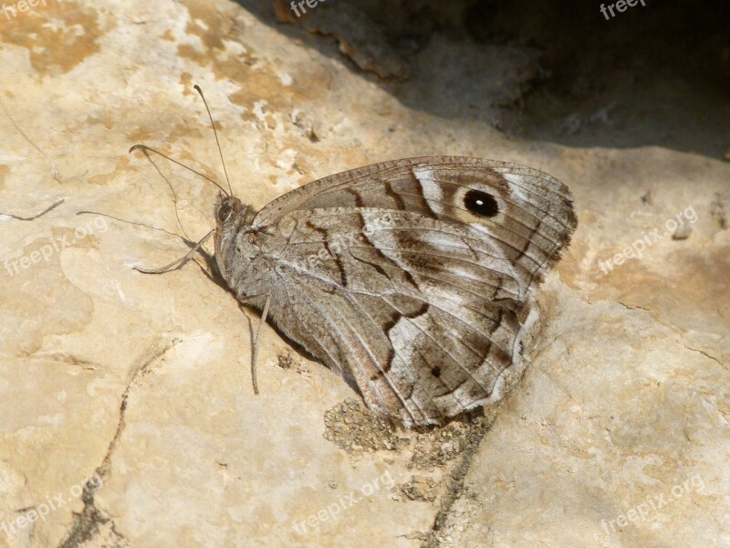 Butterfly Grey Butterfly Rock Hipparchia Statilinus Free Photos