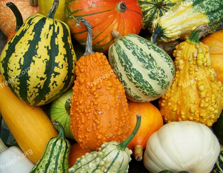 Colorful Pumpkins Autumn Mood Vegetables Free Photos