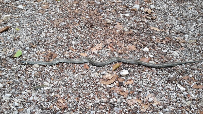 Grass Snake Snake Road Water Nature