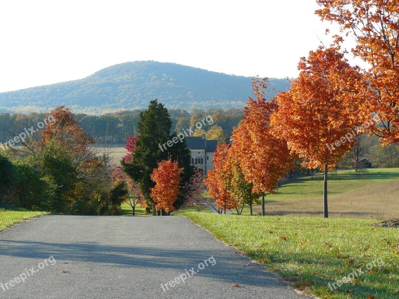 Red Trees Row Of Trees Road Mountain Rural