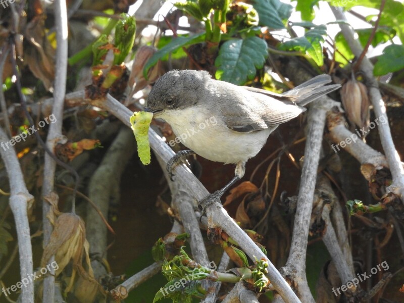 Songbirds Folding Warbler Food Free Photos