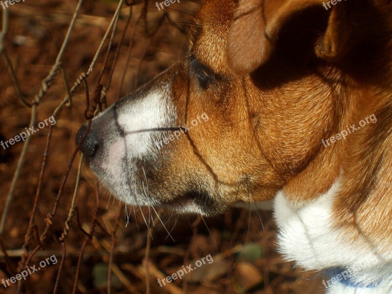 Jack Russell Dog Canine Jack Russell Terrier Cute