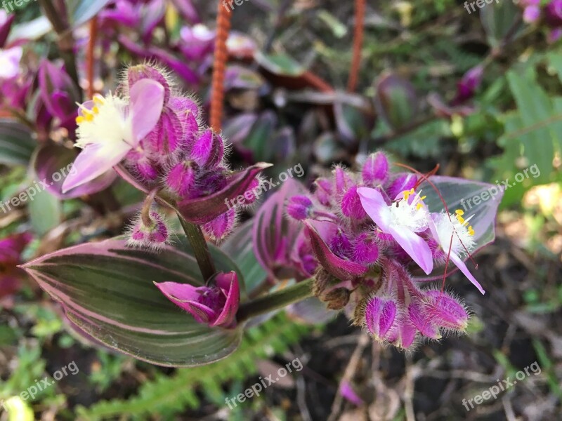 Wild Plant Plant Wildlife Nature Wild Flower