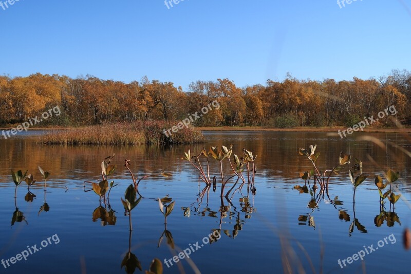 Autumn Lake Forest Tundra Swamp