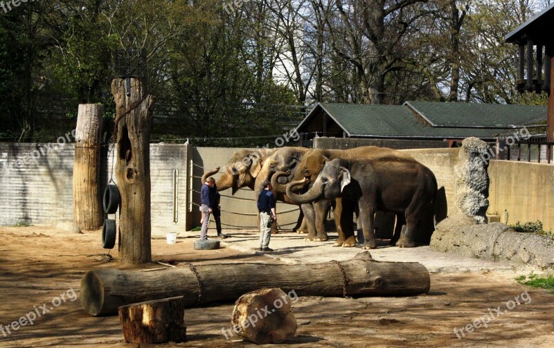 Karlsruhe City Garden Zoo Elephant Free Photos