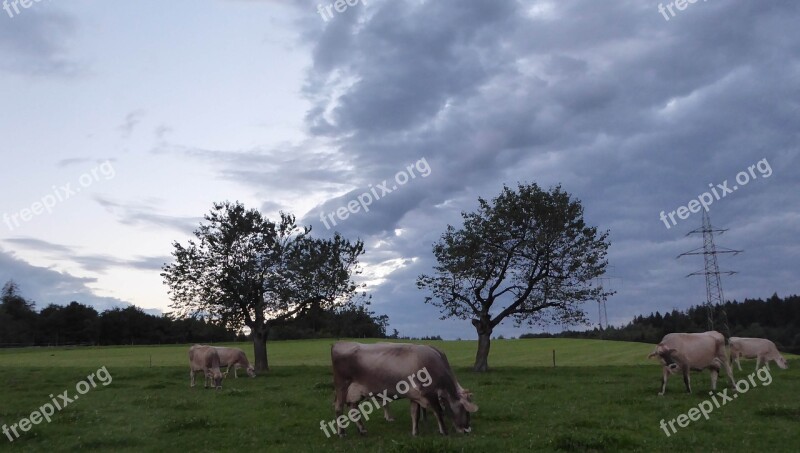 Landscape Animals Evening Cows Strommast